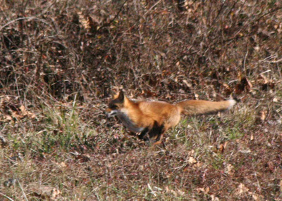 035-fox5X7